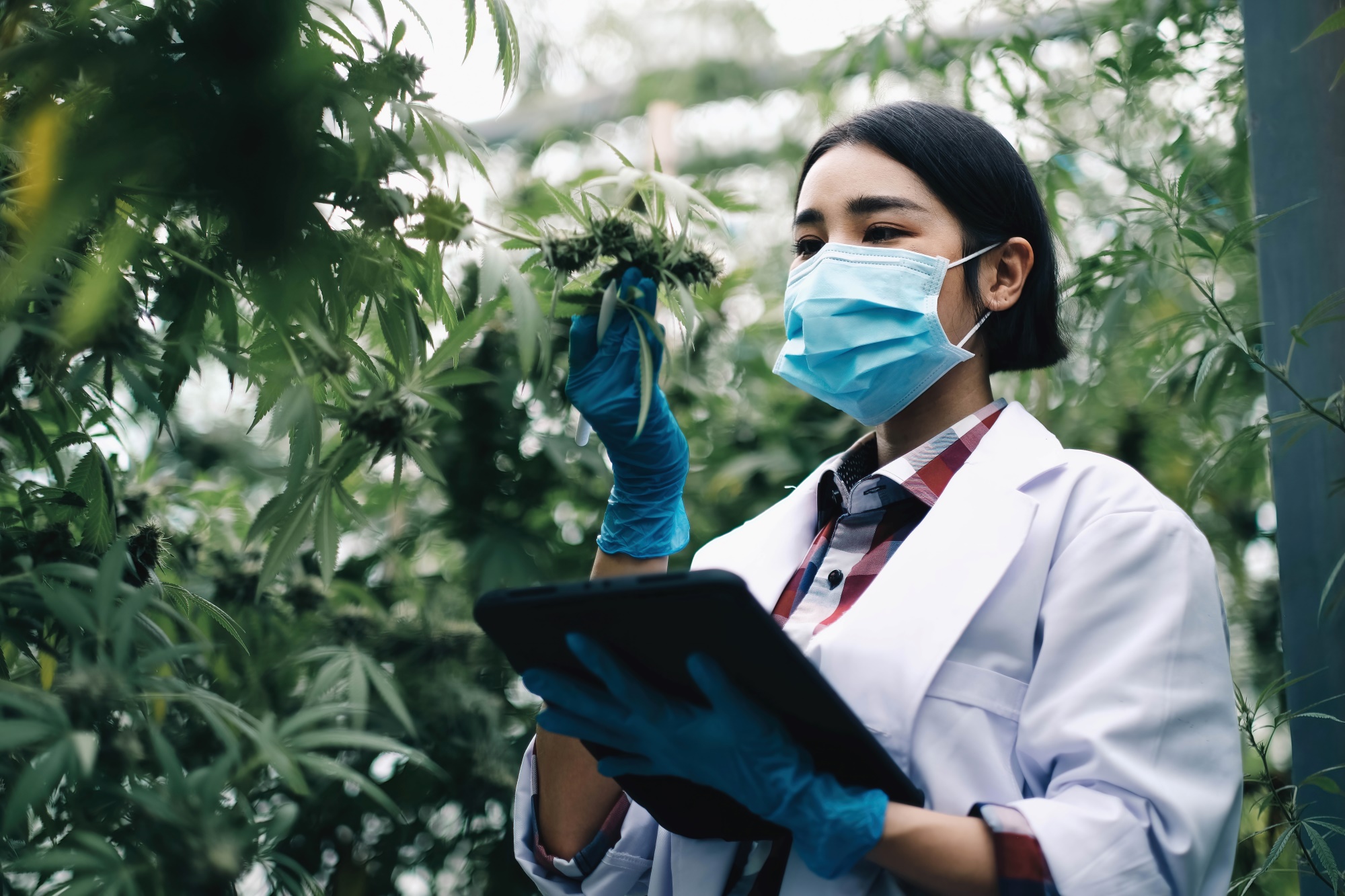 A scientist examines cannabis with a tablet